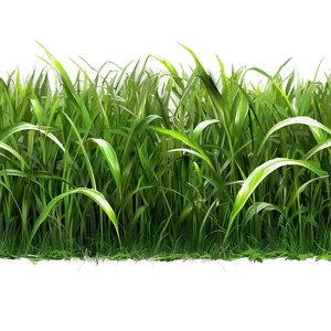 Grass Texture Clipart PNG Way15