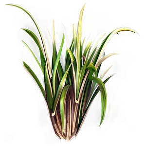 Grass Tuft Clipart PNG Qfu
