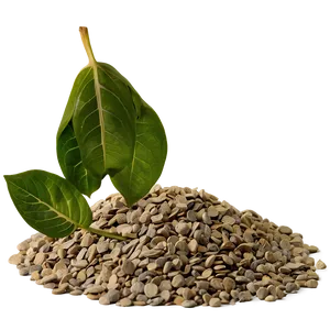 Gravel With Leaves PNG Hxp