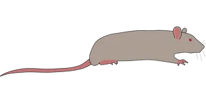Gray Rat Illustrationon Black Background