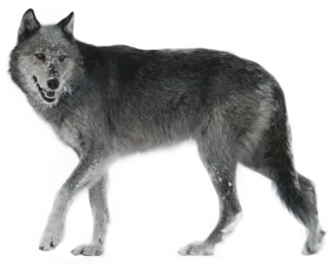 Gray Wolf Yellowstone National Park PNG image