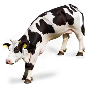 Grazing Dairy Cow Png Mmm1 PNG image