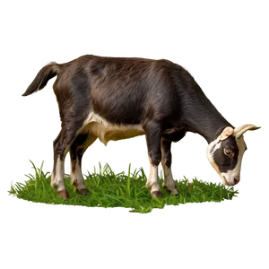 Grazing Goat Png Usd PNG image