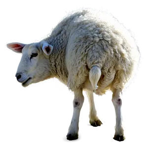 Grazing Sheep PNG Eoj58