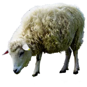 Grazing Sheep PNG Lit86