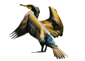 Great Cormorant Spreading Wings
