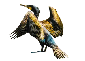 Great Cormorant Spreading Wings