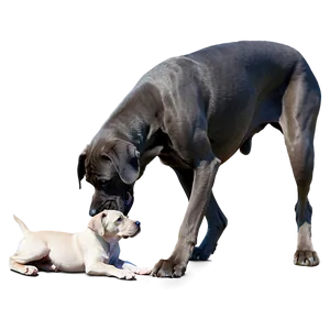 Great Dane And Puppy PNG 15