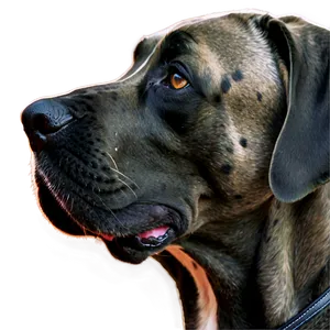 Great Dane Close-up PNG 06212024 PNG
