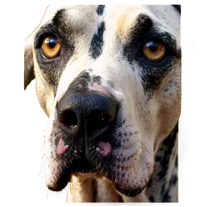 Great Dane Close-up PNG Nnu60 PNG