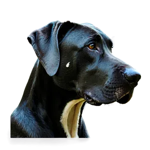 Great Dane Head Tilt PNG Txv20 PNG