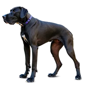 Great Dane In Action PNG Eco64 PNG