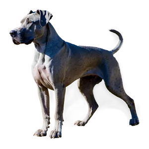 Great Dane In Action PNG Fiy94 PNG