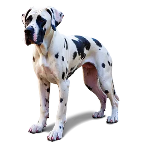 Great Dane In Snow Png 75 PNG image