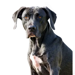 Great Dane In Water PNG 1 PNG
