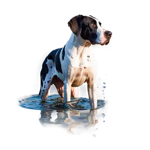 Great Dane In Water PNG Lpy98 PNG