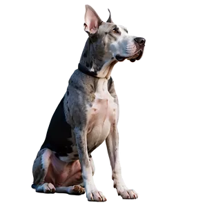 Great Dane Looking Up PNG 06212024