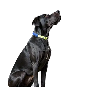 Great Dane Looking Up PNG 40 PNG