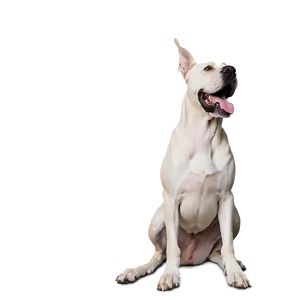 Great Dane Looking Up PNG Rnv44 PNG