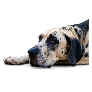 Great Dane Lying Down PNG 06212024