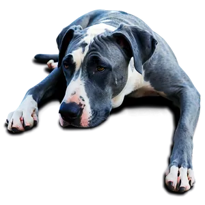 Great Dane Lying Down PNG 45