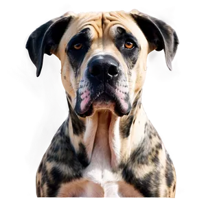 Great Dane Portrait Png Jpl41 PNG image