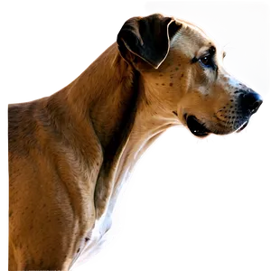 Great Dane Side View PNG 32