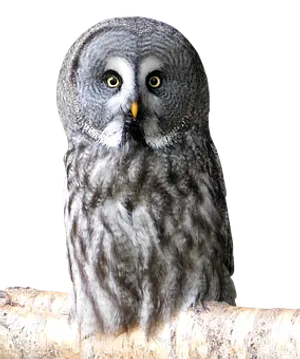 Great_ Grey_ Owl_ Perched