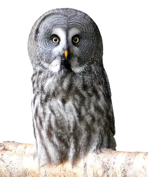 Great_ Grey_ Owl_ Perched