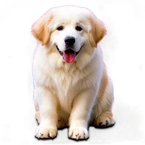 Great Pyrenees C PNG image