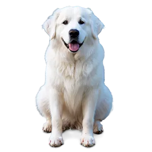 Great Pyrenees Greeting Pose PNG Rcj PNG