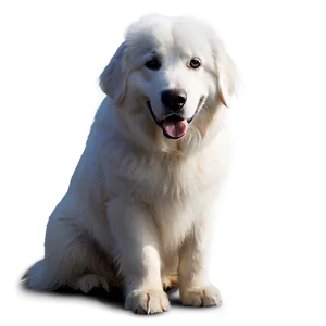 Great Pyrenees Greeting Pose PNG Wxm PNG