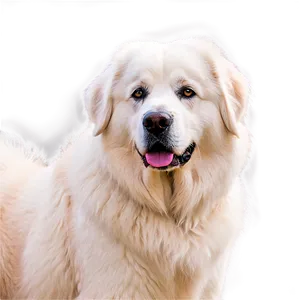 Great Pyrenees In Autumn PNG 75