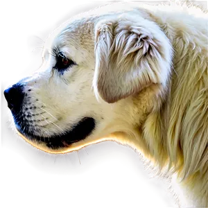 Great Pyrenees In Profile PNG Cue