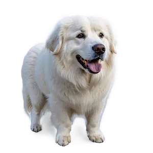 Great Pyrenees In The Snow PNG Mxw PNG