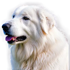 Great Pyrenees In Winter PNG 06292024