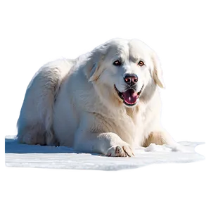 Great Pyrenees In Winter PNG 89