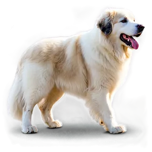 Great Pyrenees On A Walk PNG Ywk98 PNG