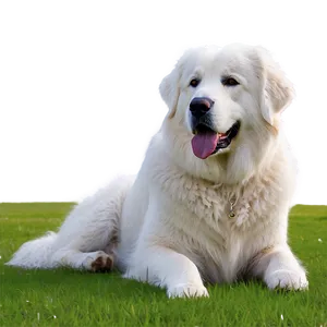 Great Pyrenees On Guard PNG 96