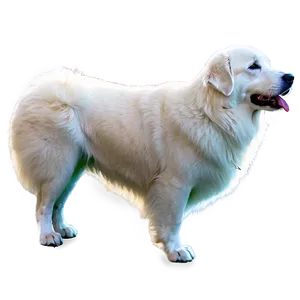 Great Pyrenees On Guard PNG Ujn2 PNG