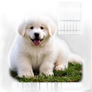 Great Pyrenees Puppy Face PNG Mfu PNG