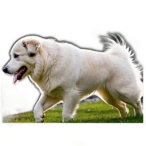 Great Pyrenees Running PNG Xsp