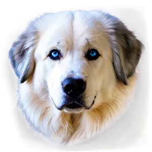 Great Pyrenees With Blue Eyes PNG Ljl PNG
