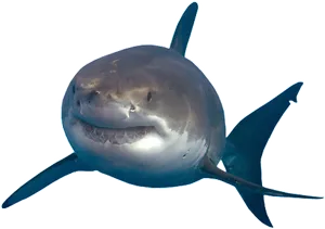 Great White Shark Approaching