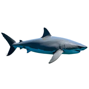 Great White Shark Conservation Png 3 PNG image