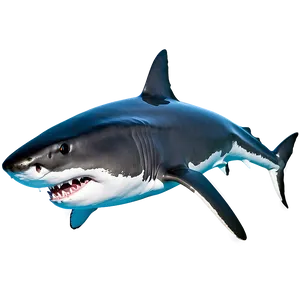Great White Shark D
