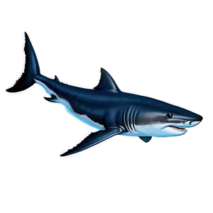 Great White Shark Drawing Png Ubt15 PNG image