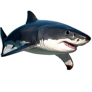 Great White Shark Illustration PNG Fdu43