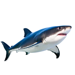 Great White Shark In Action PNG 13