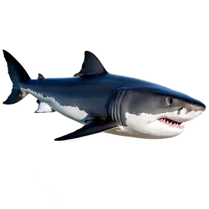 Great White Shark In High Definition Png 06122024 PNG image